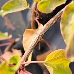 Fallopia baldschuanica Bark