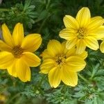 Bidens bipinnata Flower