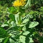 Gentiana lutea List