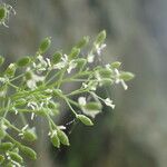 Kernera saxatilis Fruit