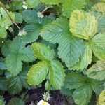 Fragaria chiloensis 葉