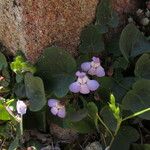 Cymbalaria hepaticifolia 其他