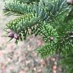 Abies lasiocarpa Foglia