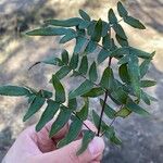Pellaea viridis 葉