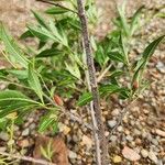 Trichilia elegans Fruit