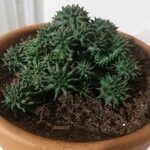 Euphorbia susannae Feuille