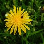 Crepis biennis Flower