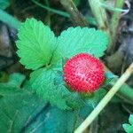 Potentilla indica Фрукт