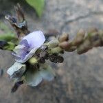 Psophocarpus scandens फूल