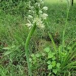 Albuca virens Květ