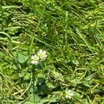 Cerastium fontanumFlower