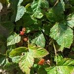Rubus saxatilis Φύλλο