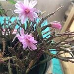 Hatiora rosea Blüte