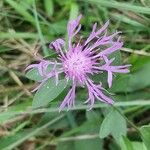 Centaurea nigrescensÕis