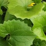 Doronicum columnae Hoja