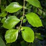 Hibiscus grandidieri Yaprak