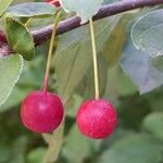 Malus toringo Плід