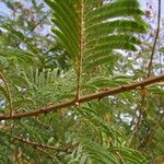Acacia ataxacantha Hostoa
