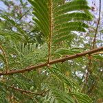 Senegalia ataxacantha Leaf