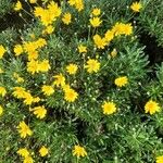 Glebionis coronaria Leaf