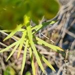 Euphorbia segetalis Blatt