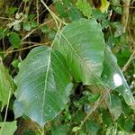 Ficus religiosa Leaf