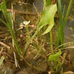 Limnophyton obtusifolium ശീലം