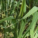 Hordeum vulgare 葉