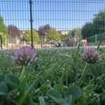 Trifolium fragiferumFlor