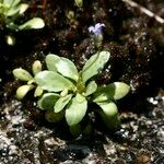 Solenopsis laurentia 形態