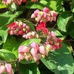 Clerodendrum umbellatum Flower