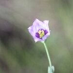 Eustoma exaltatum Kvet