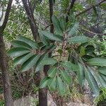 Cunonia capensis Hoja