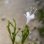 Valeriana montana Fleur