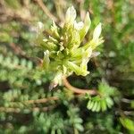 Astragalus hamosusᱵᱟᱦᱟ