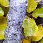 Rhamnus pumila Bark