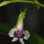 Epidendrum paniculatum Blomma
