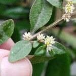 Alternanthera ficoidea Folha