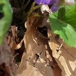 Viola selkirkii Blüte
