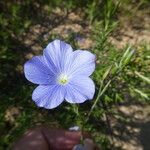 Linum narbonense ফুল