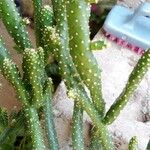 Tephrocactus verschaffeltii Blatt