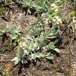 Antennaria alpina Staniste