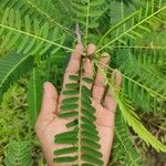 Sesbania bispinosa Hoja