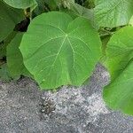Paulownia tomentosa Leaf