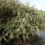 Vachellia nilotica Tervik taim