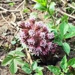 Petasites hybridus Çiçek