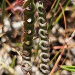 Hippocrepis ciliata Owoc