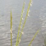 Spartina maritima Alia