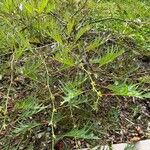 Grevillea robusta Folha