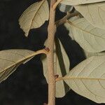 Quercus oleoides Bark